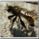 Laphria flava - Mordfliege 04.jpg